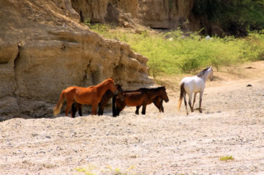Take a desert tour of one of the many dry river bed canyons by horse back.